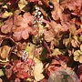 Heucherella 'Redstone Falls' GM P9
