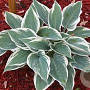 Hosta 'El Niño' GM P9