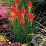 Kniphofia 'Papaya Popsicle' GM P9