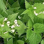 Lamium album GM P9