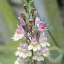 Linaria 'Peachy' GM P9
