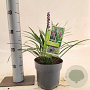 Liriope muscari 'Ingwersen' 20-25 cm 2,0L