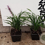 Liriope muscari 'Ingwersen' plantgoed P9