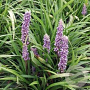 Liriope muscari 'Lilac Wonder' GM P9