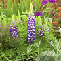 Lupinus Lupinova Cierra GM  P11