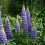 Lupinus 'Persian Slipper' GM  P11