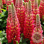Lupinus 'Tequila Flame' GM  P11