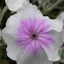 Lychnis coronaria 'Oculata' GM P9