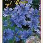 Malva sylvestris Marina 15-20 cm 3,0L