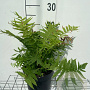 Matteuccia struthiopteris GM 2,0L