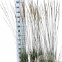 Molinia caerulea 'Heidebraut' GM C3