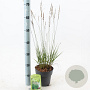 Molinia caerulea 'Moorhexe' 40-70 cm 2,0L