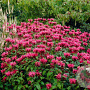 Monarda 'Balance' GM P9