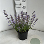 Nepeta 'Purssian Blue' GM 2,0L