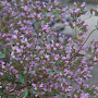 Origanum laevigatum 'Aromatico' GM P9