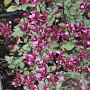 Origanum laevigatum 'Purple Charm' GM P9