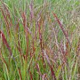 Panicum virgatum 'Buffalo Green' GM P9