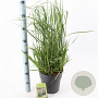 Panicum virgatum 'Prairie Sky' 60-90 cm 6,5L