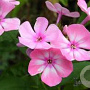 Phlox (P) Sweet Summer Candy GM P9