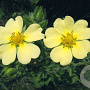 Potentilla recta 'Sulphurea' GM P9
