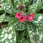 Pulmonaria 'Shrimps on the Barbie' GM P9