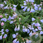 Pulmonaria 'Twinkle Toes' GM P9
