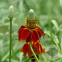 Ratibida columnifera 'Red Midget' GM P9
