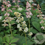 Rodgersia 'Spitzentänzerin' GM P9