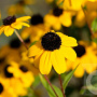 Rudbeckia triloba 'Blackjack Gold' GM P9