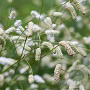 Sanguisorba tenuifolia 'Stand Up Comedian GM P9