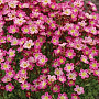 Saxifraga (A) 'Pixi Pan Red' GM P9