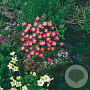Saxifraga 'Pixie' GM P9