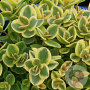 Sedum 'Lime Twister' GM P9