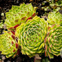 Sempervivum 'Godaert' GM P9