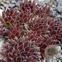 Sempervivum 'Jet Stream' GM P9