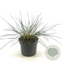 Stipa gigantea GM 2,0L