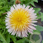 Taraxacum pseudoroseum GM P9