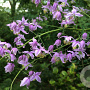 Thalictrum delavayi decorum GM P9