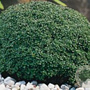 Thymus 'Elfin' GM P9