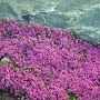 Thymus praecox 'Creeping Red' GM P9