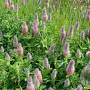 Trifolium rubens 'Peach Pink' GM P9