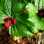 Trillium sulcatum GM  P11