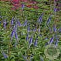 Veronicastrum sibiricum 'Okamoto' GM P9