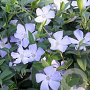 Vinca minor 'Valentin' GM P9