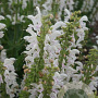 Salvia 'Snow Kiss' GM P9