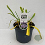 Agapanthus 'Sunfield' 30-35 cm 7,5L
