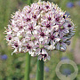 Allium 'Silver Spring' GM  P11