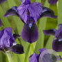 Iris (P) 'Atroviolacea' GM P9