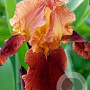 Iris (G) 'Natchez Trace' GM P9