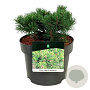 Pinus mugo 'Klosters Grun' 15-20 cm